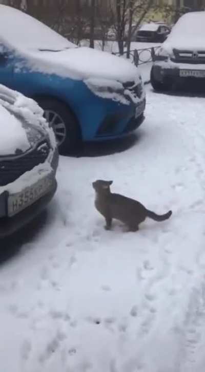 Live snow brush