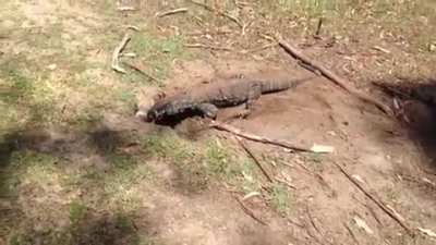 Goanna swallows a rabbit whole on a golf course