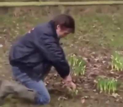 thistle remover