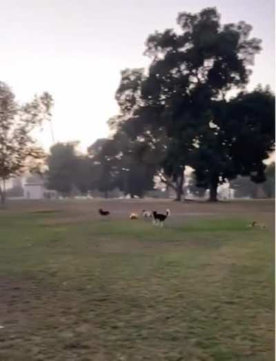 Somebody brought a RC car to the dogs park