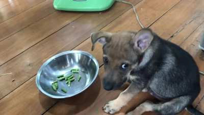 Green bean is my favorite snack.🐶🐶