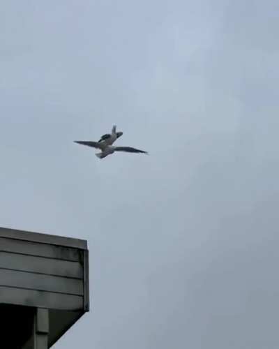 Seagull giving his homie a ride