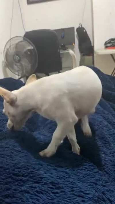 My dog loves to bite
