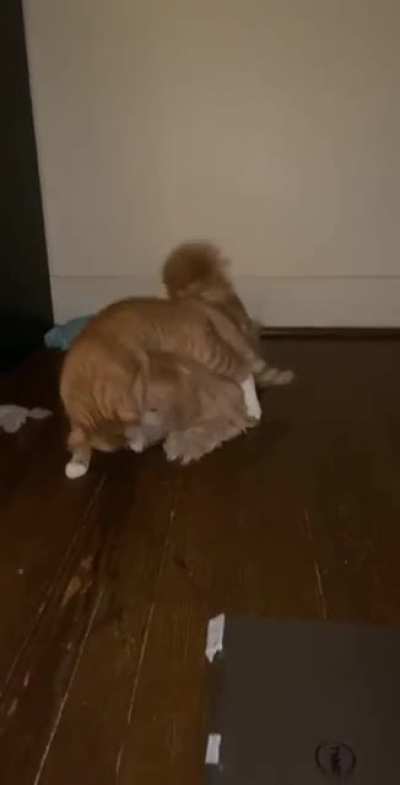Horny cat horny cat horny cat