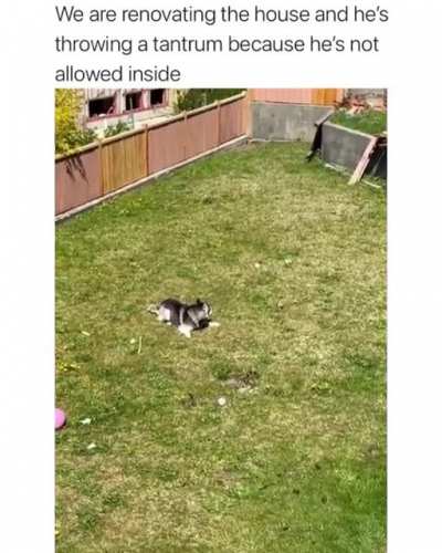 Excited doggo