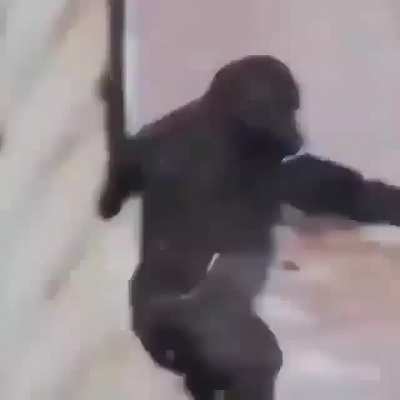 Você achou que era um tik tok, mas era eu o Mamaco
