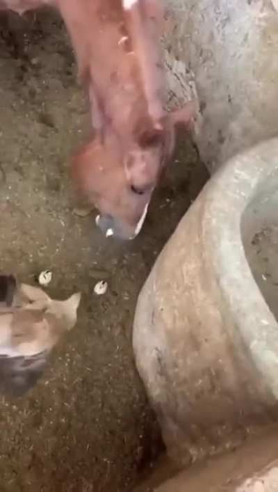 Horse eats chick in front of hen
