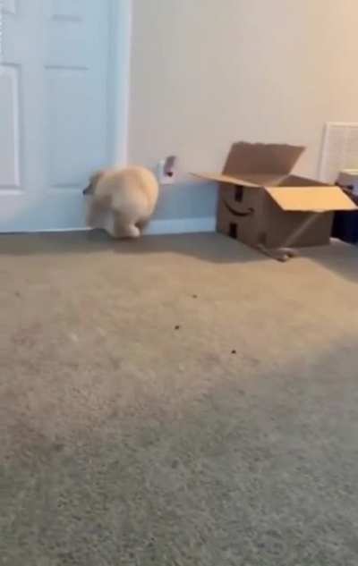 I can run faster! You see it...