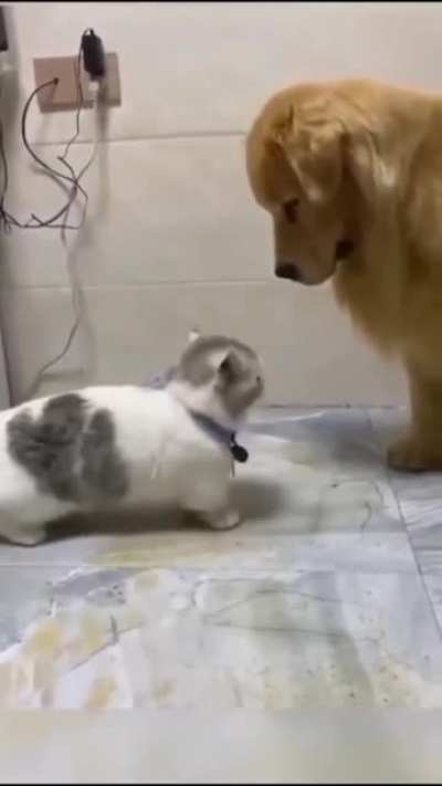 to hit the dog.