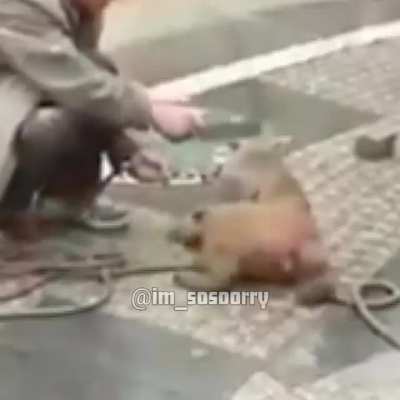 *ANARCHY*