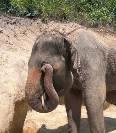 How an elephant rubs its eye