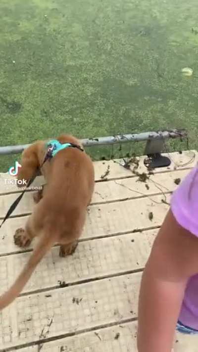 it wasn’t the dock that fell