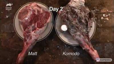 A Komodo Dragon's bite effecting muscle tissue