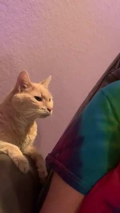 Pet the damn cat!
