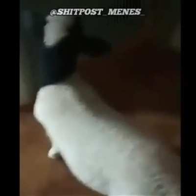 Cabrito