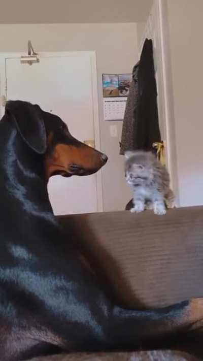 smol boops