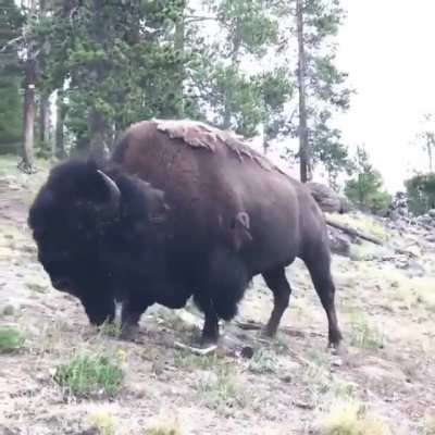 Wanted to take a photo, Won the bison award