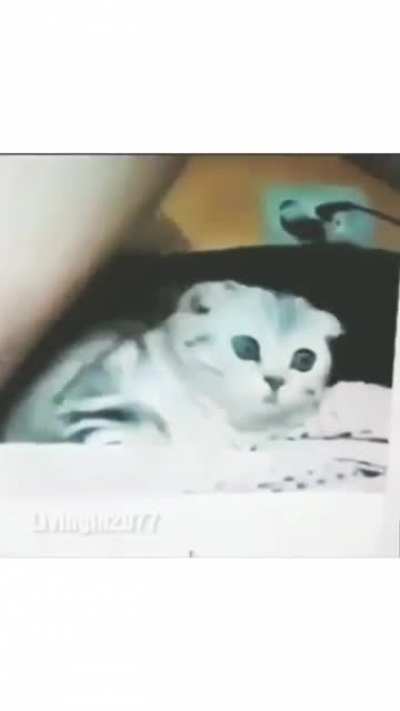 Camgirl