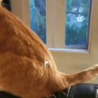 I put googly eyes on my cat's butt. He's a mammoth now.