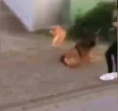 Cats know Kung Fu