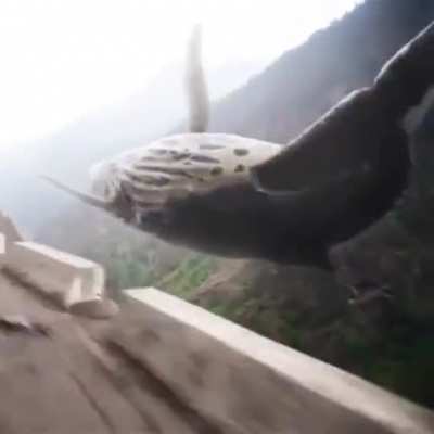 The mountain whale