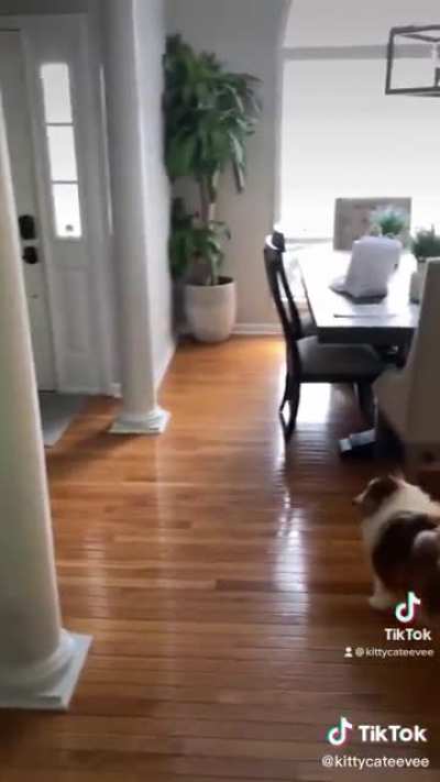 Yorkie is fast af boi