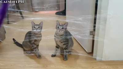 Touch the plastic