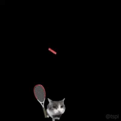 Perfectly Cat Boom
