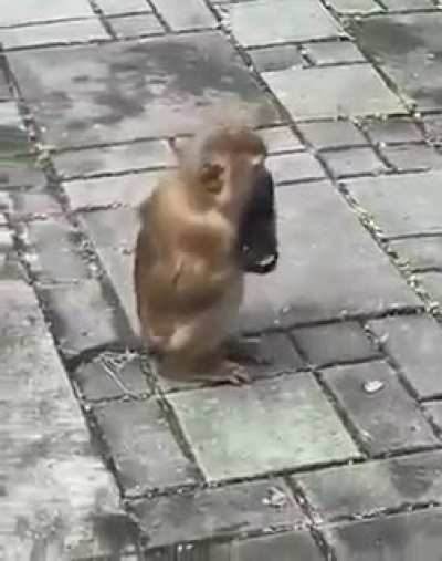 Monkey see, Monkey do