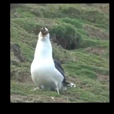Birds aren’t real