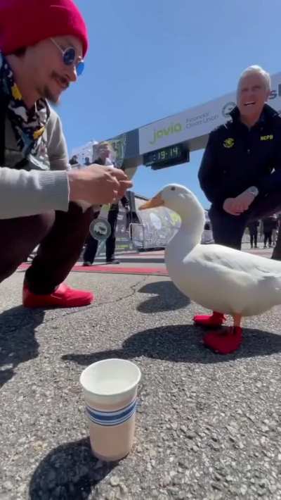 Duck Runs In A Marathon And Gets A Medal