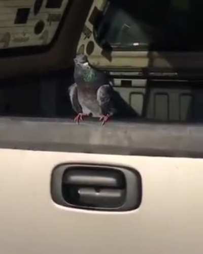 Birds arent real