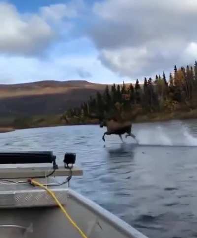 Jesus moose