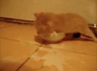 Cat goes insane for milk