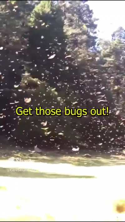 Loser Bugman