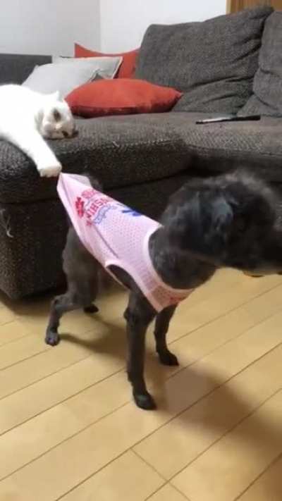 The cat's face