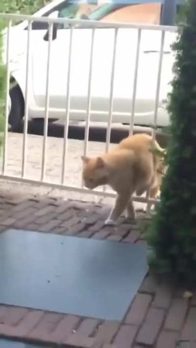 fat cat tryna meow thru the gate