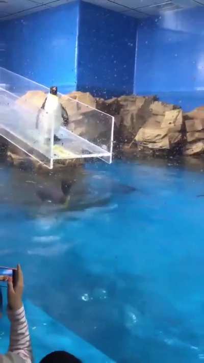 Derpy penguin slips and falls