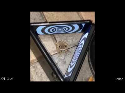Frog Hypnosis