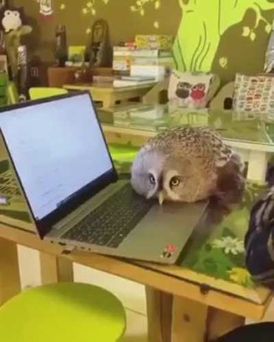 Introducing The Owl-Cat: your new study partner