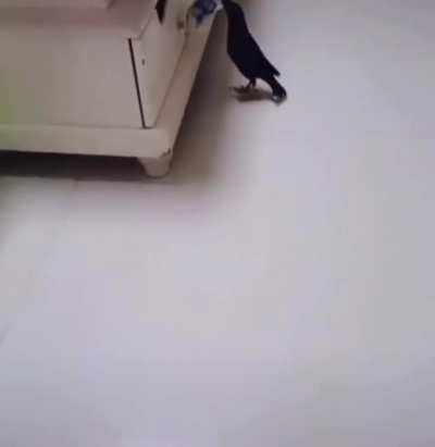 I need that bird