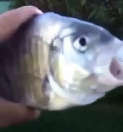 He got a fish