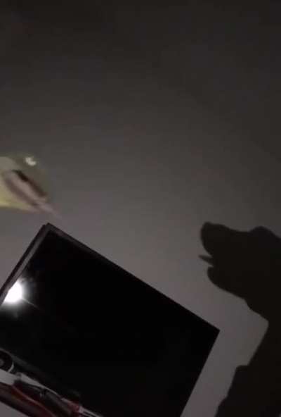 Bahhh!