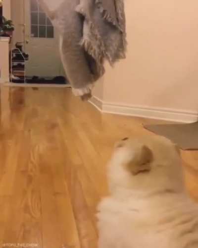 Perro