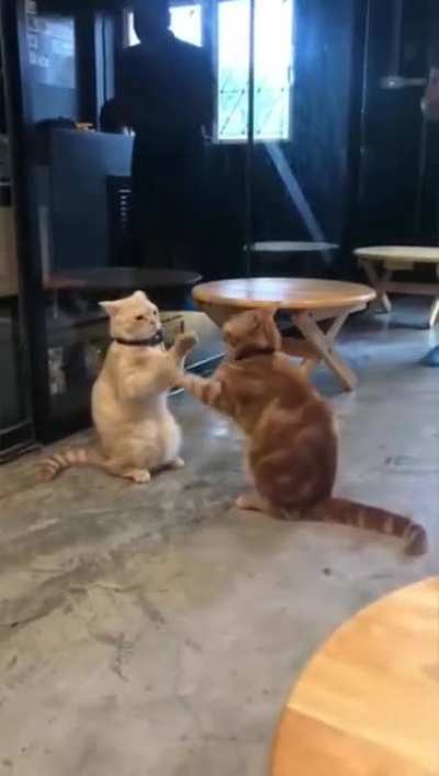 Cats being derps