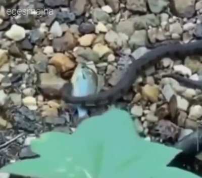 bro i can save this fish