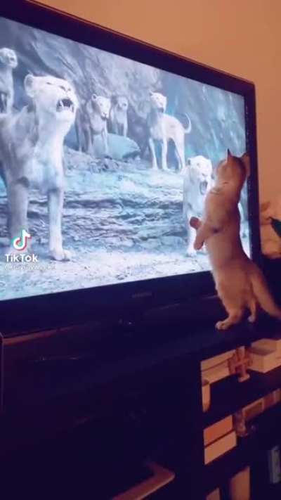 When you think you're a lion but forget you're a tiny kitty
