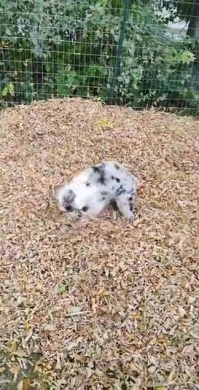 Pup falls in love with the season