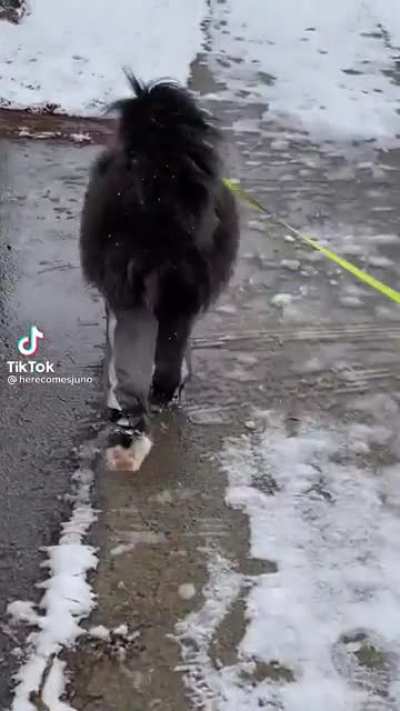 Dog with pants