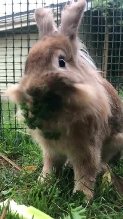 MAXIMUM PARSLEY